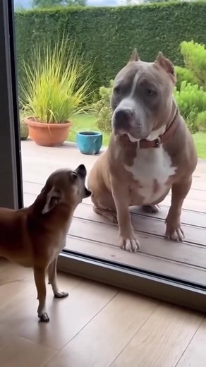 12K views · 141 reactions | Tiny Chihuahua vs Big Pit Bull — the ultimate showdown (kinda ) #funnydogs #chihuahua #pitbull #dogsoftiktok #PetComedy #funnypets #dogvideo #animalshorts #relatable #familyfriendly #doghumor #barking #doglover #cutepets #comedyshorts #dogs #DogDrama | Two Brothers | Facebook