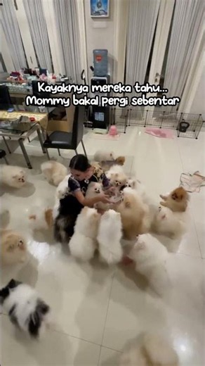 Sebelum ke Berlin, Mommy Pamit Dulu ke 60 anjing pom nya 🥺🐾# #pomeranian #doggielife #pets