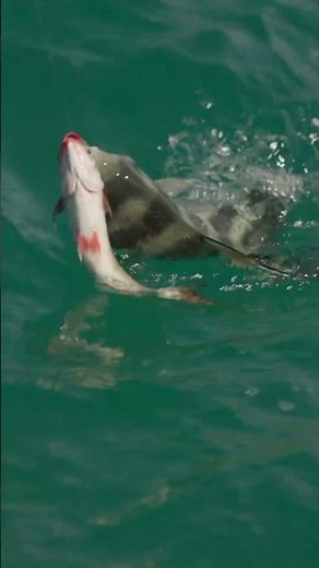 Inshore fishing in Cabo San Lucas for rooster-fish using live bait.