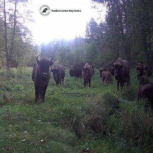 Halo? Tu kamera? Wszyscy się zmieścili?🎥🦬 Żubry z naszej łąki w komplecie — czujne, spokojne i majestatyczne 🦬 Komisja żubrów zebrała się na nadzwyczajnym posiedzeniu 😉 Temat obrad: Strategia na nadchodzącą zimę — jeść, spać czy pozować do zdjęć? 🌾❄️🎬 Monitoring stad żubrów prowadzony przez Nadleśnictwo Hajnówka, Lasy Państwowe w ramach projektu „Zarządzanie migracją żubra we wschodniej Polsce” umożliwia stałe śledzenie ich przemieszczania się i kondycji populacji 🦬 Dzięki wykorzystaniu f