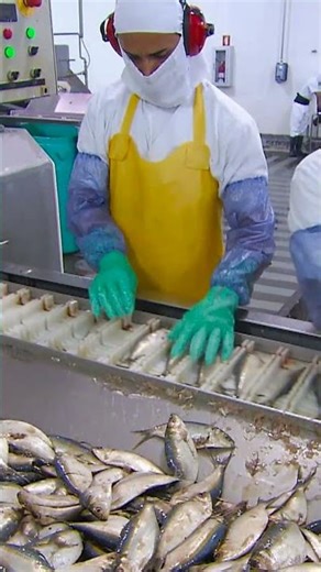 Getting the Perfect Sardine Cut | How It's Made | Science Channel