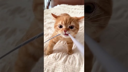 萌翻全世界的小猫咪们！🐱💕 #cute #cat #funny #pets #kittens