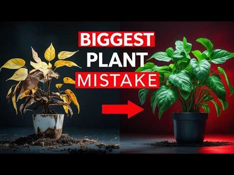 These 11 Mistakes Are Destroying Your Indoor Plants