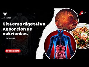 El sistema digestivo: proceso de digestión y absorción de nutrientes | estomago | alimentación