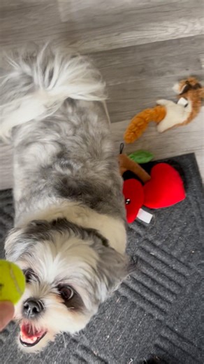 Do Shih Tzu’s play fetch? Watch Doodlebugs!! 🐶🎾