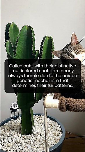 The Fascinating Genetics Behind the All-Female Calico Cats