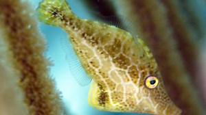 Filefish can Camouflage in just 2 Seconds