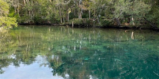 Florida’s 1st Magnitude Springs: From Singular Giants to Hidden Armies