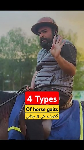 Learn the Four Gaits of Horses: Walk, Trot, Canter, Gallop