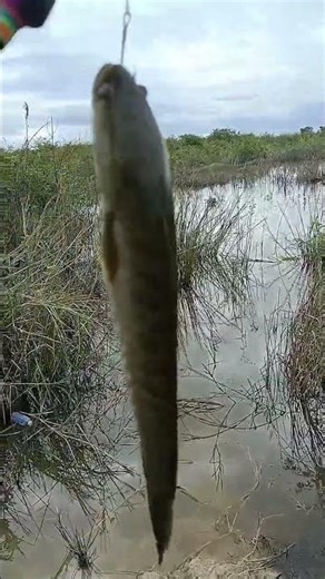 Tips & Tricks for Every Angler! #fishing #pringruralfisherman #fish
