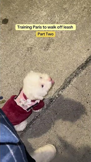 Public Recall Training with My Dog 🐾✨ | She Did SO Good #dogtraining