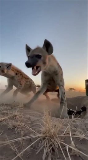 Ultimate Prank: Honey Badger Roars at Hyenas! #savanna #prank #nature #animals