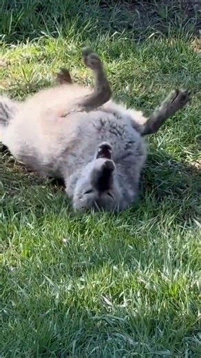 A day in the life of Raven the tundra wolf! 🐺 – Morning zoomies to start the day right – Belly scratches from her favorite human Carmen – Plenty of cuddles (she’s a softie at heart) – And of course, a few dramatic rolls in the grass Just your average day for this queen of cozy chaos. #tripledwildlife #tundrawolf #dayinthelife #cuteanimals #kalispell #montana | Triple D Wildlife