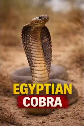 Egyptian Cobra 🐍 | The Venomous Snake of the Pharaohs