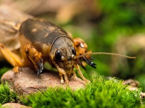 Southern Mole Cricket