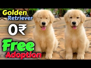 Free Free Free GOLDEN RETRIEVER Puppy Giveaway! Free to a Loving Home