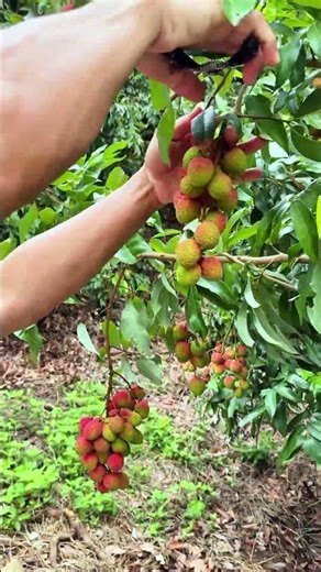 Harvesting lychee fruits #agriculture #shorts