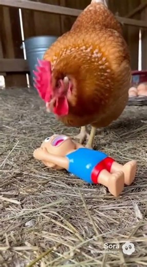 A chicken squeezing a rubber human