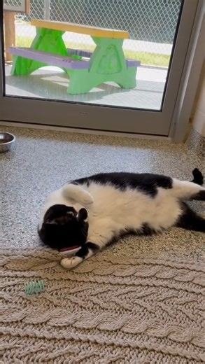 Searching for her forever home. Visit the Ontario SPCA Muskoka Animal Centre or call 705.645.6225 and press 6 # to speak with the team directly.💙 | Ontario SPCA Muskoka Animal Centre