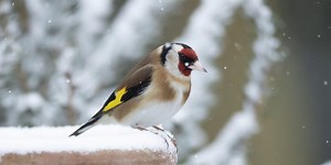 David Lindo shares 5 easy ways you can help birds during cold weather
