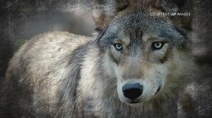 Colorado reports wolf death at Rocky Mountain National Park