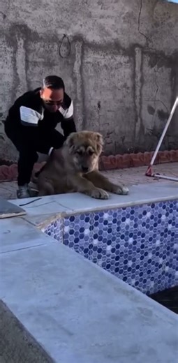 🇮🇷 سگ‌های اصیل ایرانی | 🇩🇪 Iranische Hunderassen | 🇺🇸 Iranian Dog Breeds