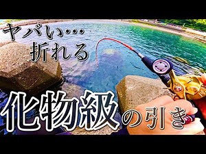 【穴釣り】史上最大級の引きをした大物と激闘してきました。