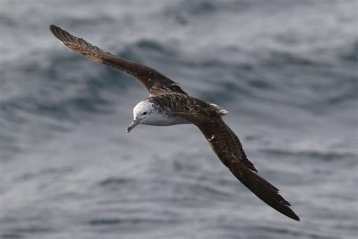Swooping and Pooping: These Seabirds Only Defecate in Mid-Air and it’s Helping the Ocean