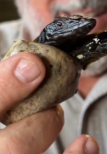 Baby Black Dragon Hatches and Jumps Out of Egg