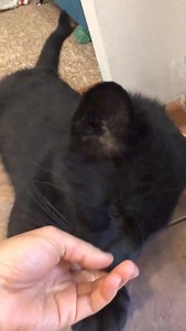 44K views · 2.8K reactions | Missing luna Child | Lunathepantera | Facebook