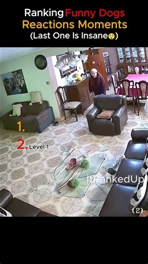 These Dogs' Reactions Are HILARIOUS 😂🐶💀