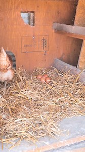 19M views · 185K reactions | Genius Chicken-Raising Hacks Every Farmer Should Know | 5-Minute Crafts UK | Facebook