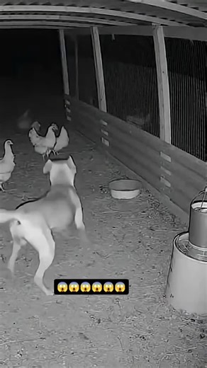 Human reality clips on Instagram: "Japan is turning footsteps into electricity! 👣⚡ Using piezoelectric technology, Japan is proving that even a simple walk can power the future. 🌍 At Tokyo’s Shibuya Station, over 2.4 million daily commuters generate energy to light up LED displays and ticket gates! 💡🚉 How it works: Each step creates mechanical pressure Special tiles convert it into electric power New systems can generate up to 30 watts per step! 🔋 This innovation shows how human movement = 