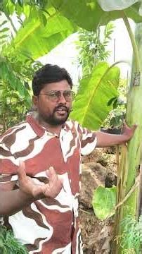 blue Java banana 🍌 new variety banana #viral #fruit kadiyam