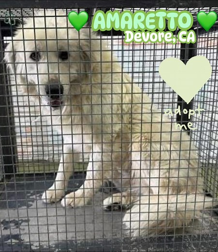 ❤️ RESCUED ❤️ 💚 AMARETTO 💚- ID #A832370 (available 11/20/25) Description: I am a white, unaltered male, who looks like a Great Pyrenees. Age: I am estimated to be 2 years old. More Info: I am in kennel D 09. I have been at the shelter since Nov 08, 2025. I was found near Coriander/ Bufflo in Oak Hills. 📍Devore Animal Shelter 19777 Shelter Way San Bernardino, CA 92407 📞 Phone Number: (909) 386-9820 📧 Shelter’s rescue coordinator: SBAC.rescue@dph.sbcounty.gov 🕘 Hours: Mon-Tue, Thu-Fri: 10:00