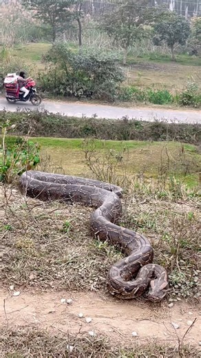 This Anaconda snake in the real life #snake #anaconda #amazonian #nagin #python