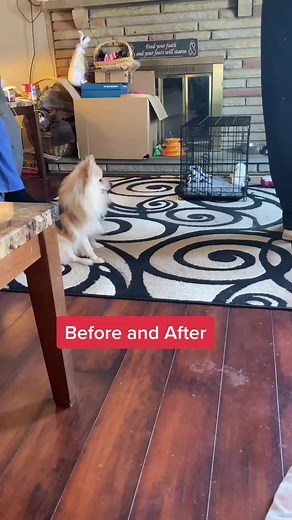 Pomeranian Dog Training: How to Control a Reactive Pomchi