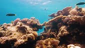 Cinematic slow motion shot of a colorful coral reef with fish...