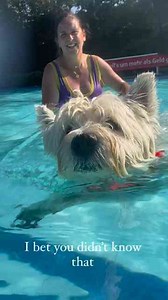 From City Streets to Mountain Peaks — One Dog’s Journey of Joy