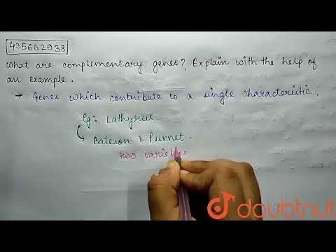 What are complementary genes?Explain with the help of an example. | CLASS 12 | PRINCIPLES OF INH...