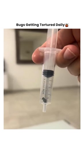 Bugs Getting Tortured 🪲 on Instagram: "When That Uninvited Guest Gets Exactly What It Deserves 🔥🪲 It invaded the wrong space at the wrong time. Now it's facing the consequences of crossing the line into human territory. 💥 The discovery: Spotted crawling where it shouldn't be. 💥 The decision: No mercy for home invaders. 💥 The method: Creative justice for the tiny intruder. 💥 The result: One less pest to worry about. The truth? Some creatures just aren't welcome in our spaces. When they cro