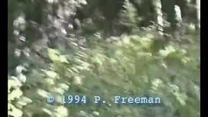 11K views · 265 reactions | In 1994 Paul Freeman captured a purported Bigfoot on videotape near the Blue Mountains region of northeastern Oregon. The recording is considered authentic by some Bigfoot investigators, but is of resolution too low to be considered conclusive by most. | Mysterious Creatures | Facebook