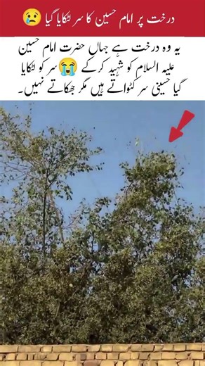 “The Tree on Which the Blessed Head of Imam Hussain (RA) Was #islamicvideo #topnews #trendingnow #yt