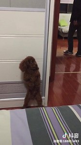 91K views · 1.5K shares | Hide and seek. | Happy Dogs | Facebook