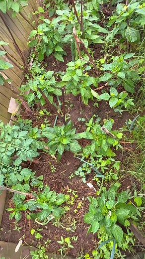 5 comments | My enemies are at work….. #Pest #Control # Method #Hopeful #Benefit #Viralchallenge | Beelicious Garden Diaries | Facebook