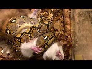 big wild lizard vs hamster fight ! #3