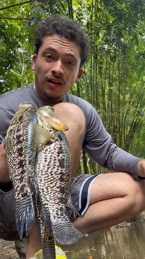 El Guapote es una especie una especie invasora en Puerto Rico muy buena para el consumo pero por ser un súper depredador se alimenta de especies nativas y las desplaza y para la regulación de la misma es mejor cocinarlas… #instagram #cjpescapr #facebook #plecostomus #world #trending #viral #guapote #colombia #pesca #fblifestyle | CJ PESCA - Oficial