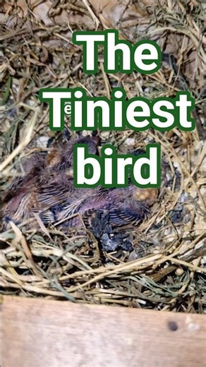 zebra finch chicks | Little chirper #zebrafinch #zebra #finch