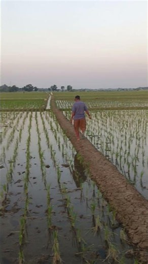Rice field scenery in the afternoon #shortvideo #ricefield #agriculture #farm #farming #farmer #a...