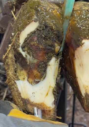 The heat got to these two cows…. #natethehoofguy #hooftrimming #hoofcleaning #satisfyingvideo #fyp